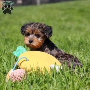Lincoln, Yorkie Poo Puppy
